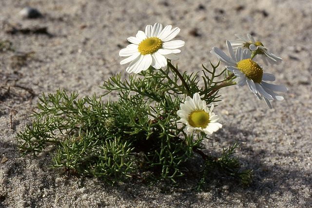 Tripleurospermum maritimum